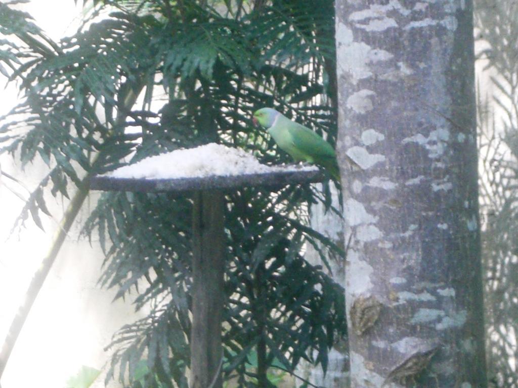 Bird Villa Galle Camera foto